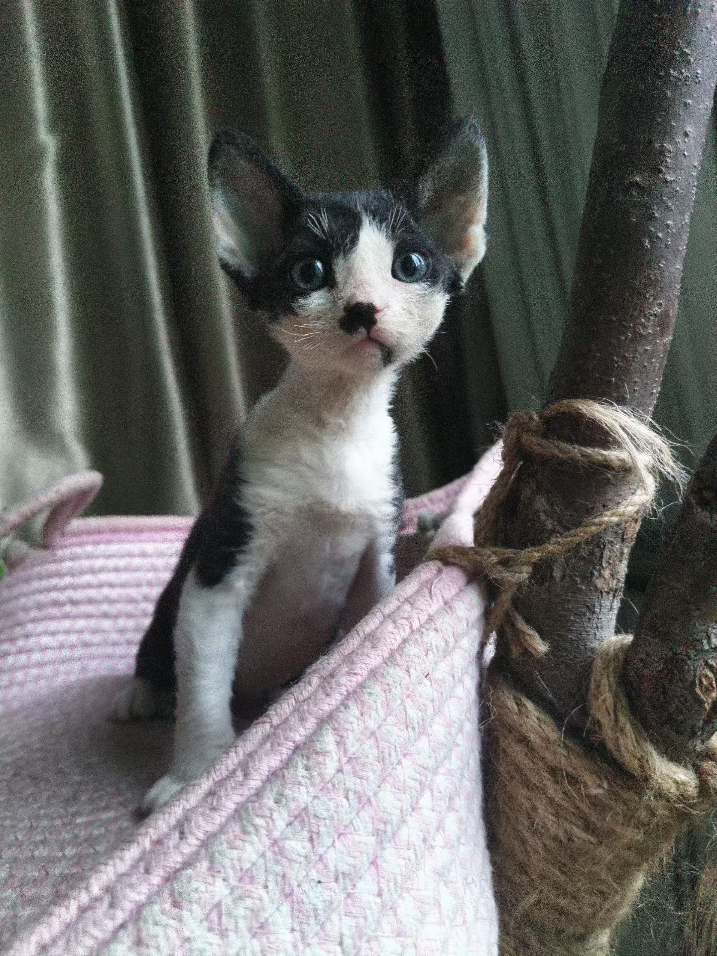 宠物级德文猫，支持上海上门挑选。可小刀。
自家生养。养猫5年